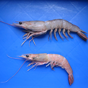 Harina or Brown shrimp